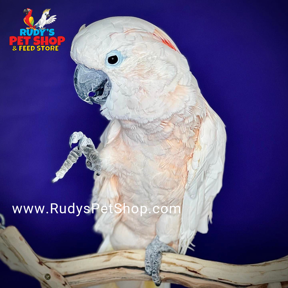 Moluccan Cockatoo Rudy s Pet Shop Feed Store